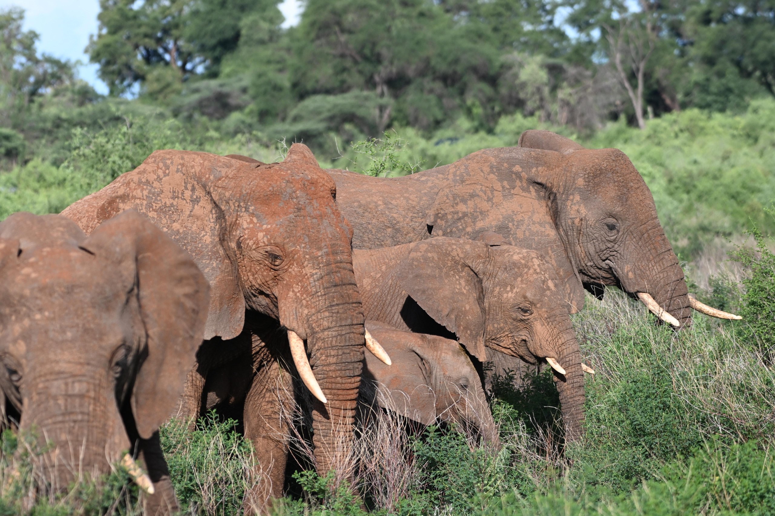 Elefanten im Meru Nationalpark